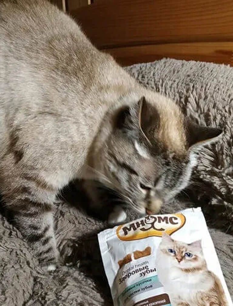 Кошка ест лакомство Мнямс Здоровые зубы