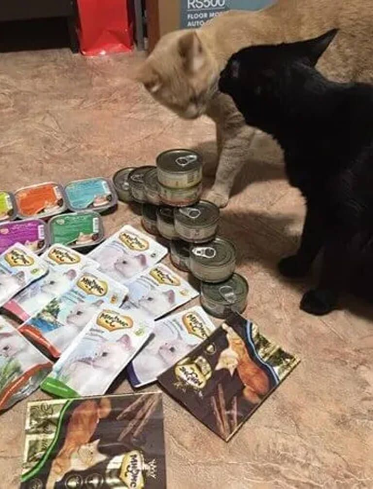 Две кошки рядом с консервами и паучами Мнямс